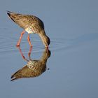 (2) Rotschenkel (Tringa totanus) ...