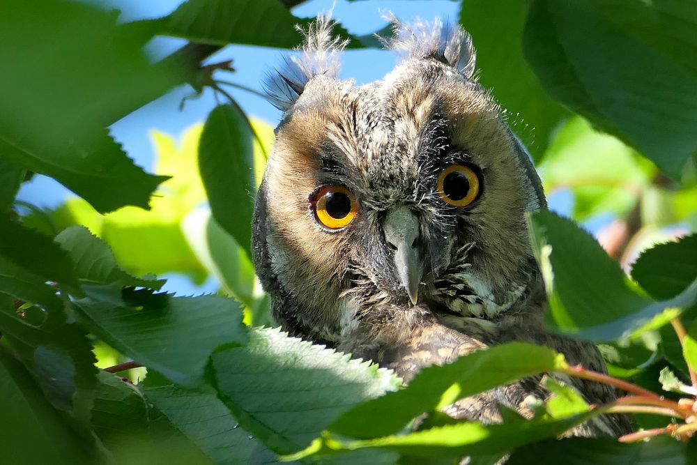 2 runde Augen im Kirschbaum