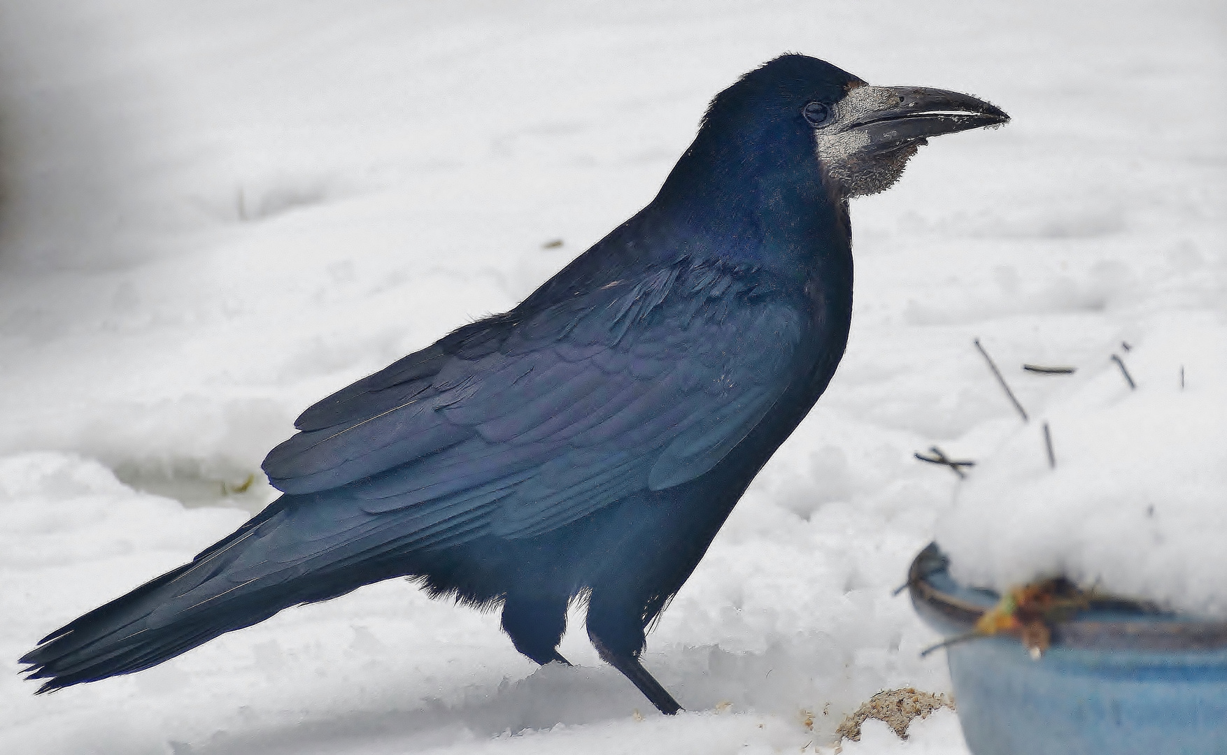 (2) Saatkrähe (Corvus frugilegus) 