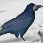 (2) Saatkrähe (Corvus frugilegus) 
