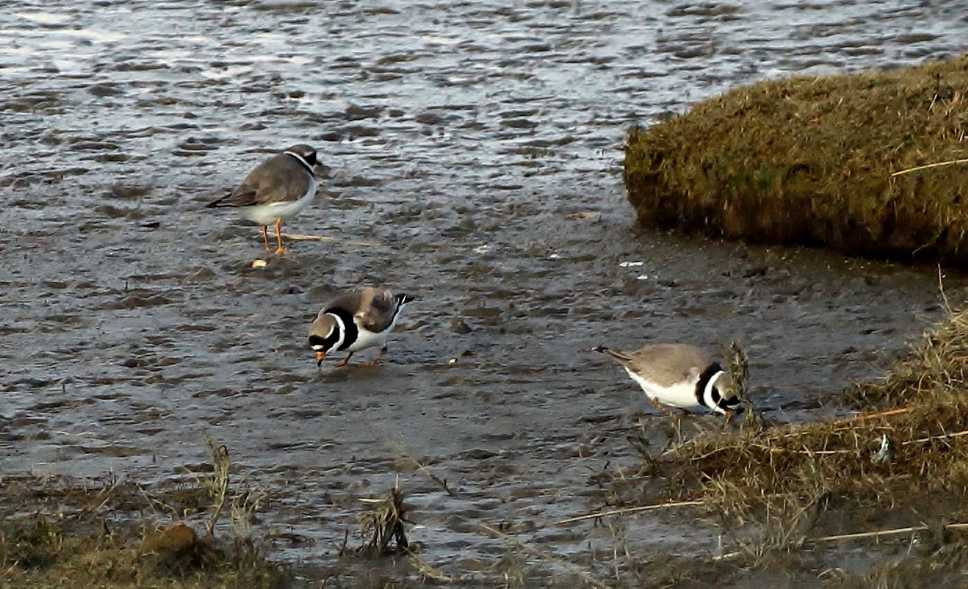 (2) Sandregenpfeifer (Charadrius hiaticula)