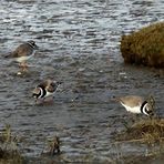 (2) Sandregenpfeifer (Charadrius hiaticula)