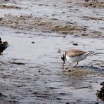 (2) Sandregenpfeifer (Charadrius hiaticula) 