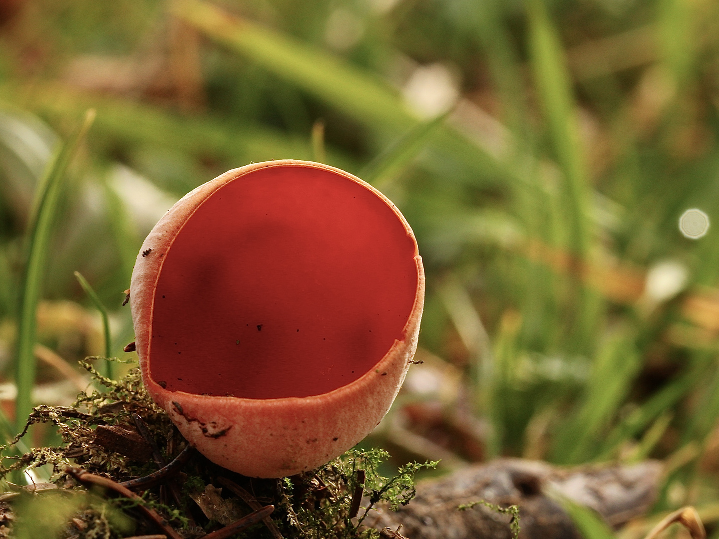 (2) Sarcoscypha austriaca - ein alter Österreichischer Kelchbecherling ...