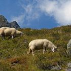 2 Schäfchen auf der Alm