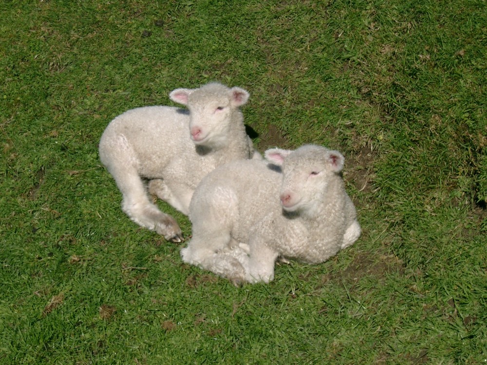 2 Schäfchen auf Neuseeland (Herbst 2003)