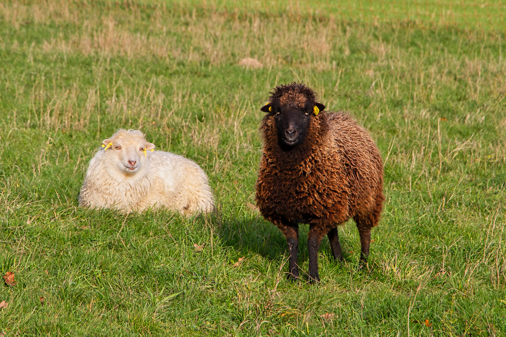 2 Schafe