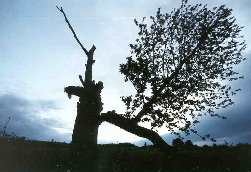 #2 Schiefer Baum von Katzenrüti