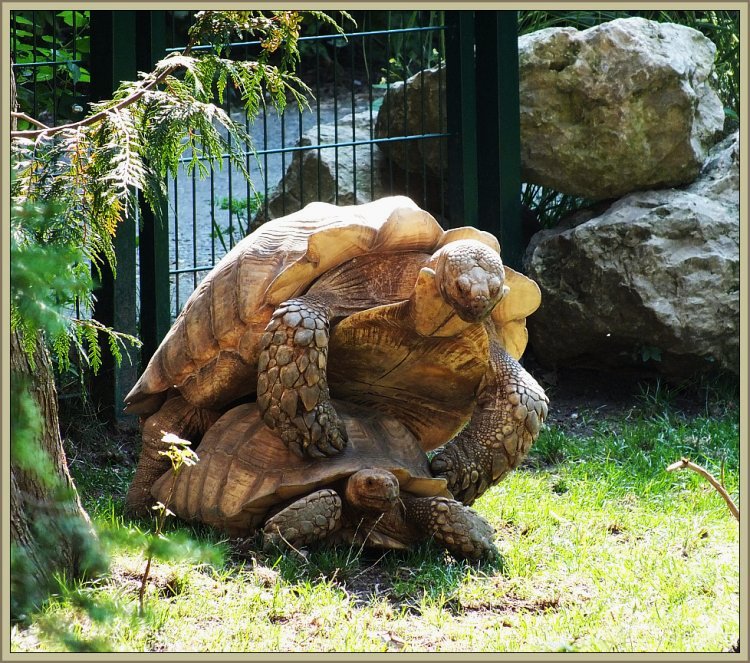 2 Schildis im Liebesrausch