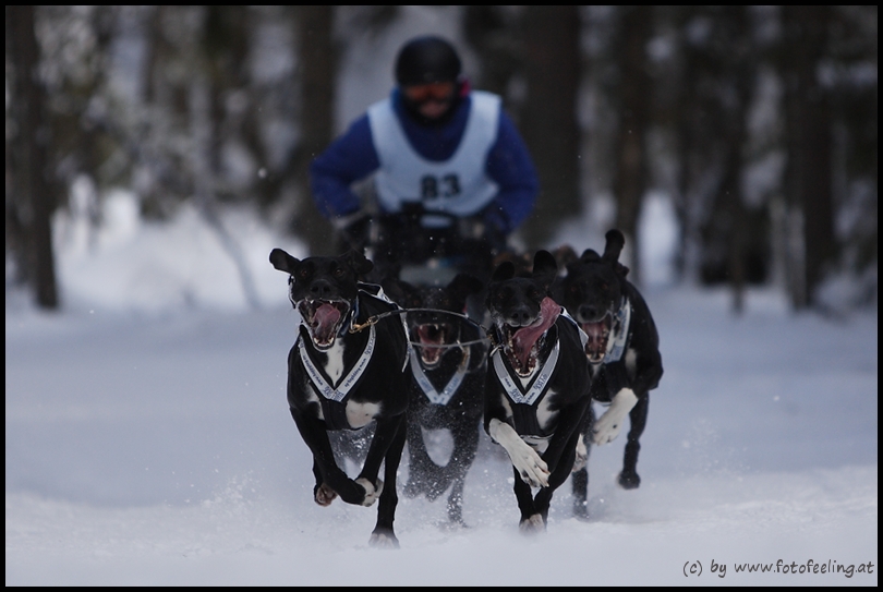 #2 Schlittenhunderennen Haidmühle