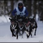 #2 Schlittenhunderennen Haidmühle