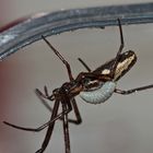 (2) Schlupfwespenlarve auf Berg-Streckerspinne