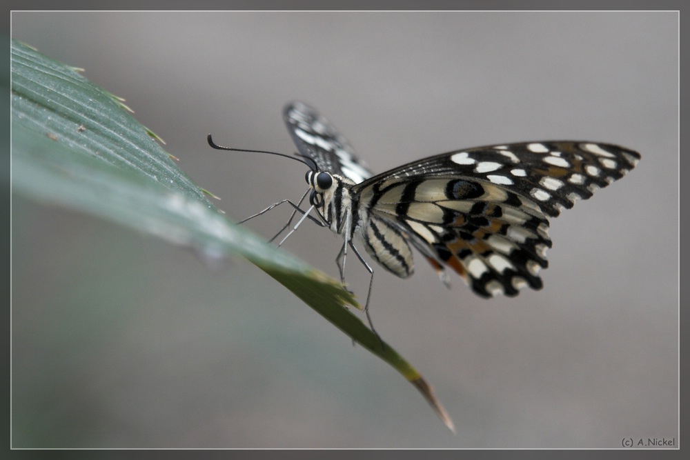 2. Schmetterling