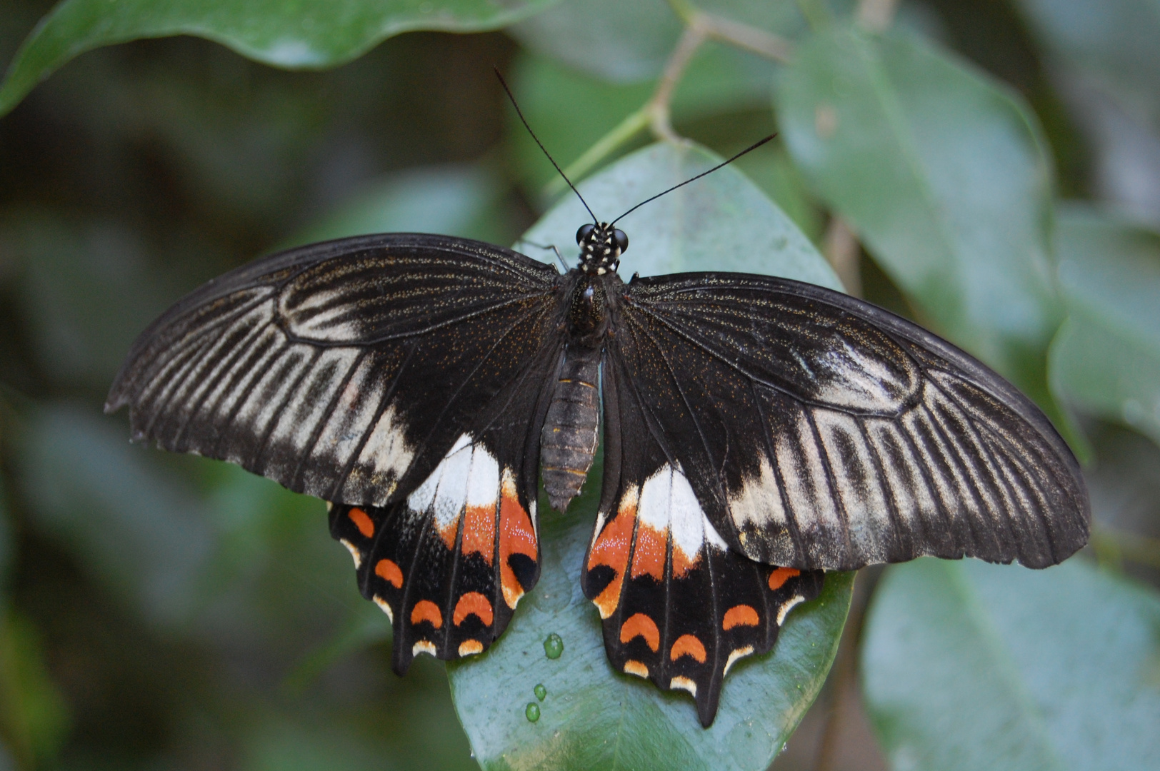 2* Schmetterling