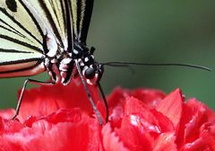 2. Schmetterling, Detail