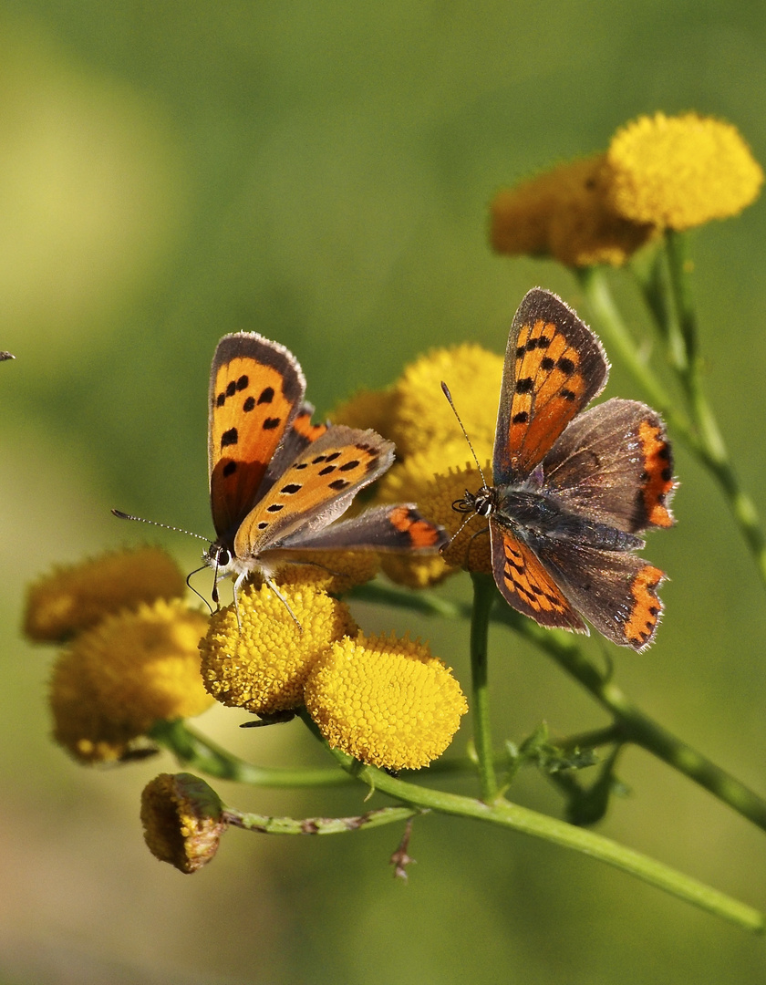 2 Schmetterlinge