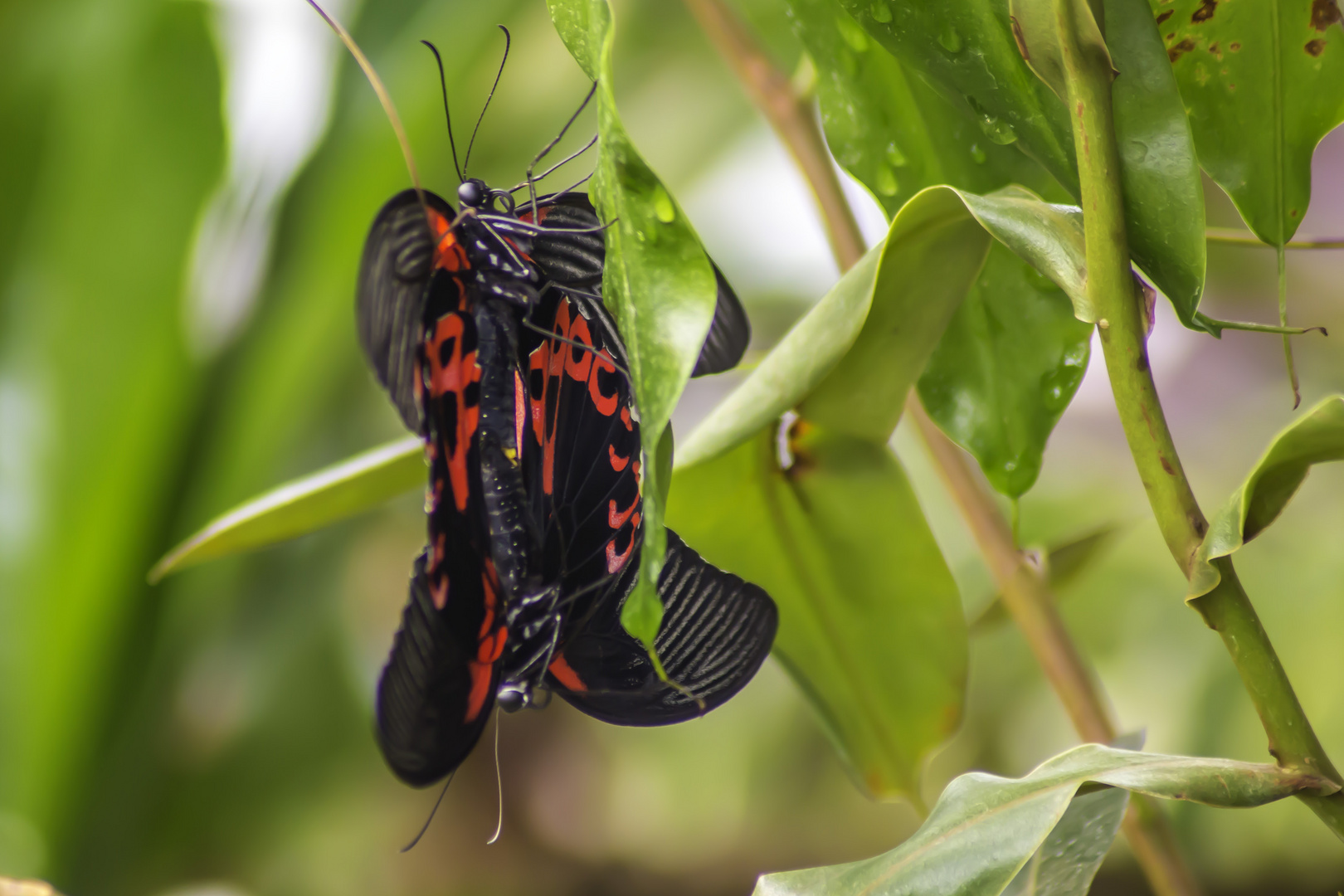 2 Schmetterlinge