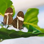 2 Schmetterlinge