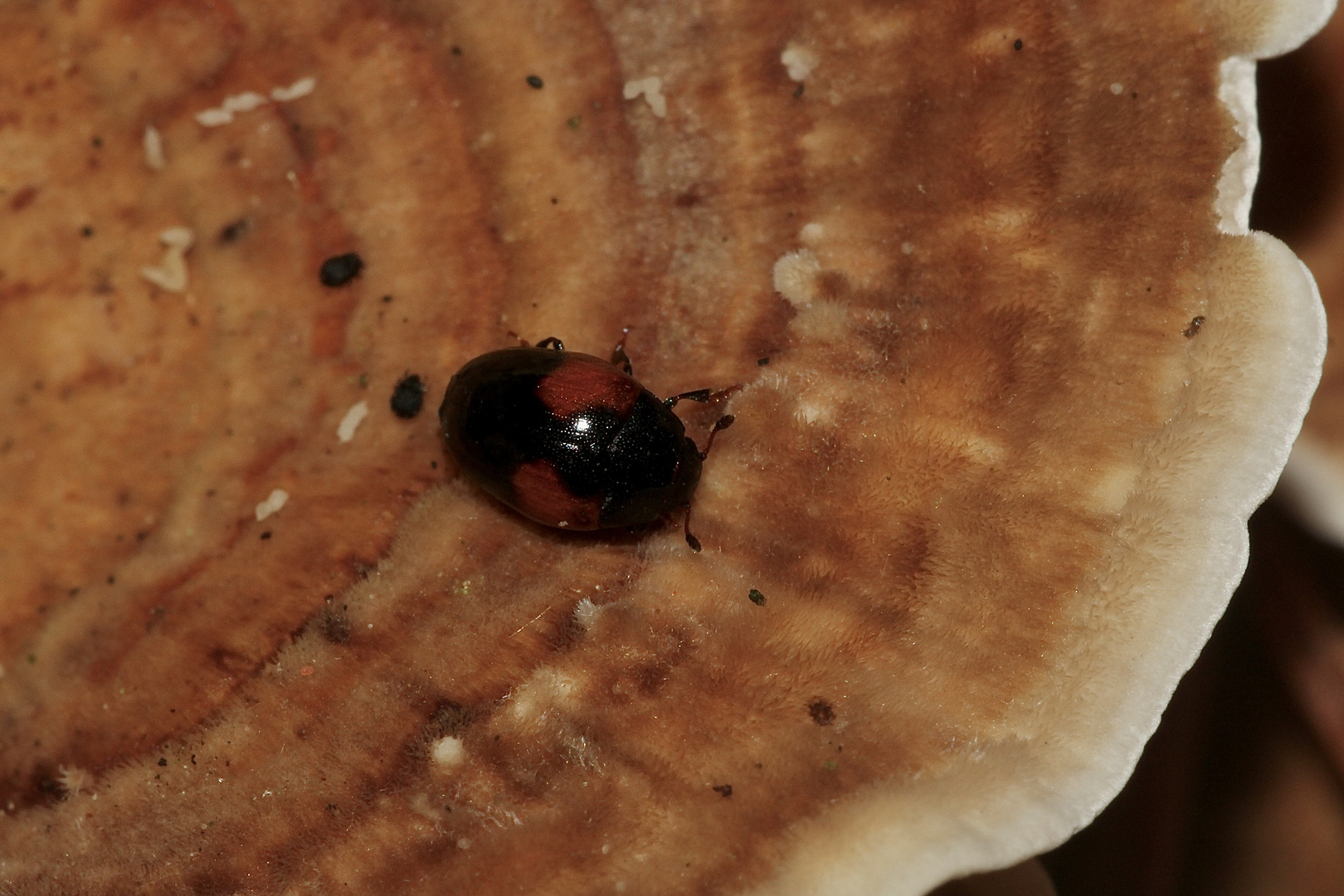 (2) Schmetterlingstramete (Trametes versicolor) und der Rotfleckige Faulholzkäfer ...