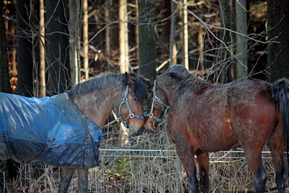 2 Schmutzfinken..