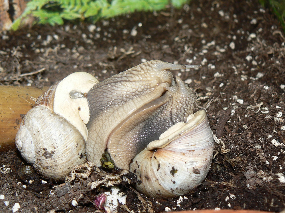 2 Schnecken beim Kuscheln