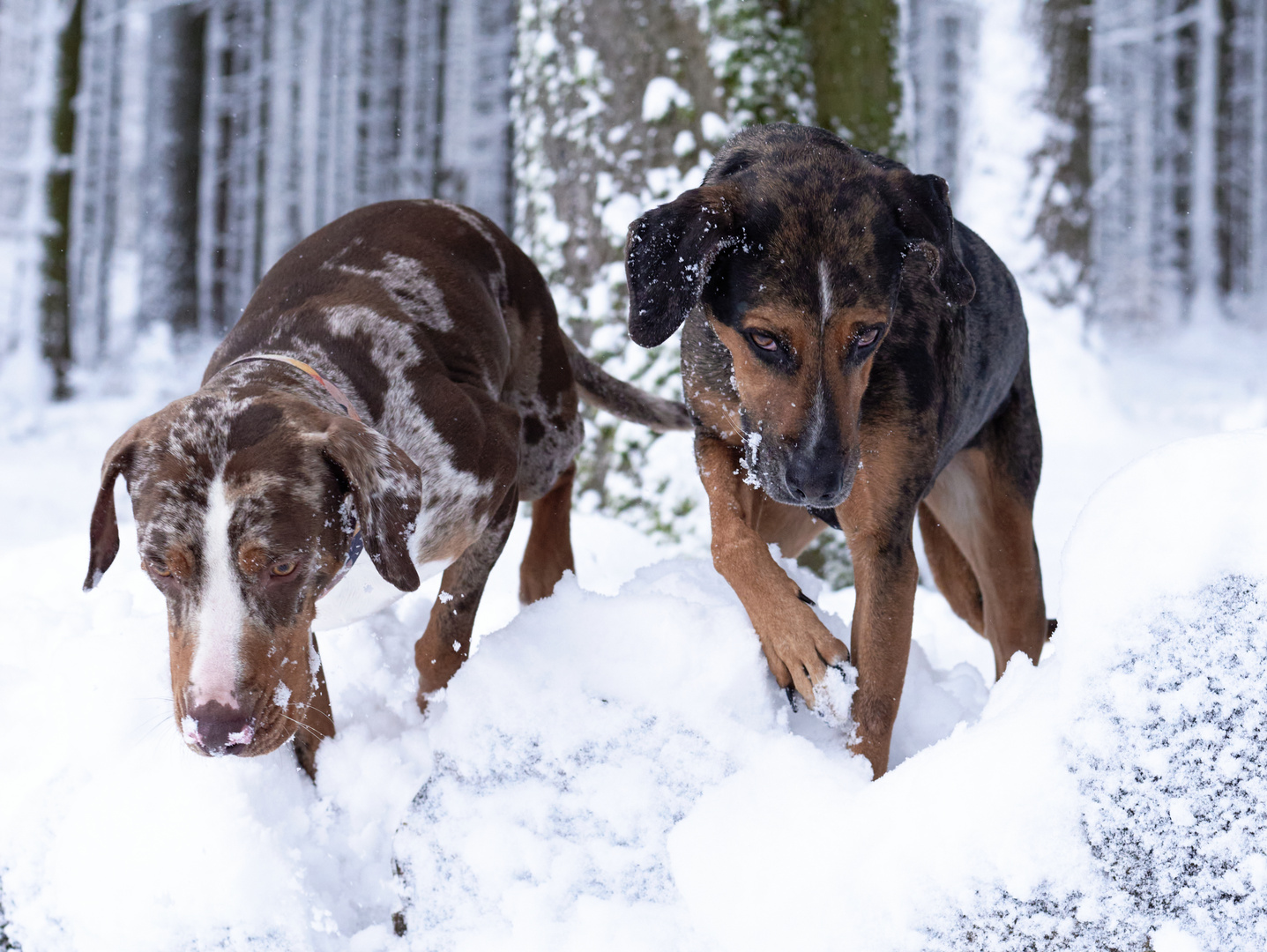 2 Schneeleoparden 