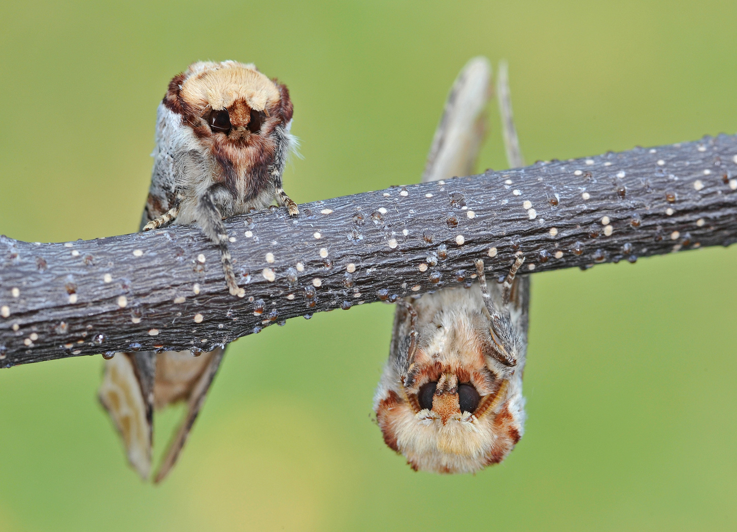 2 schräge Vögel