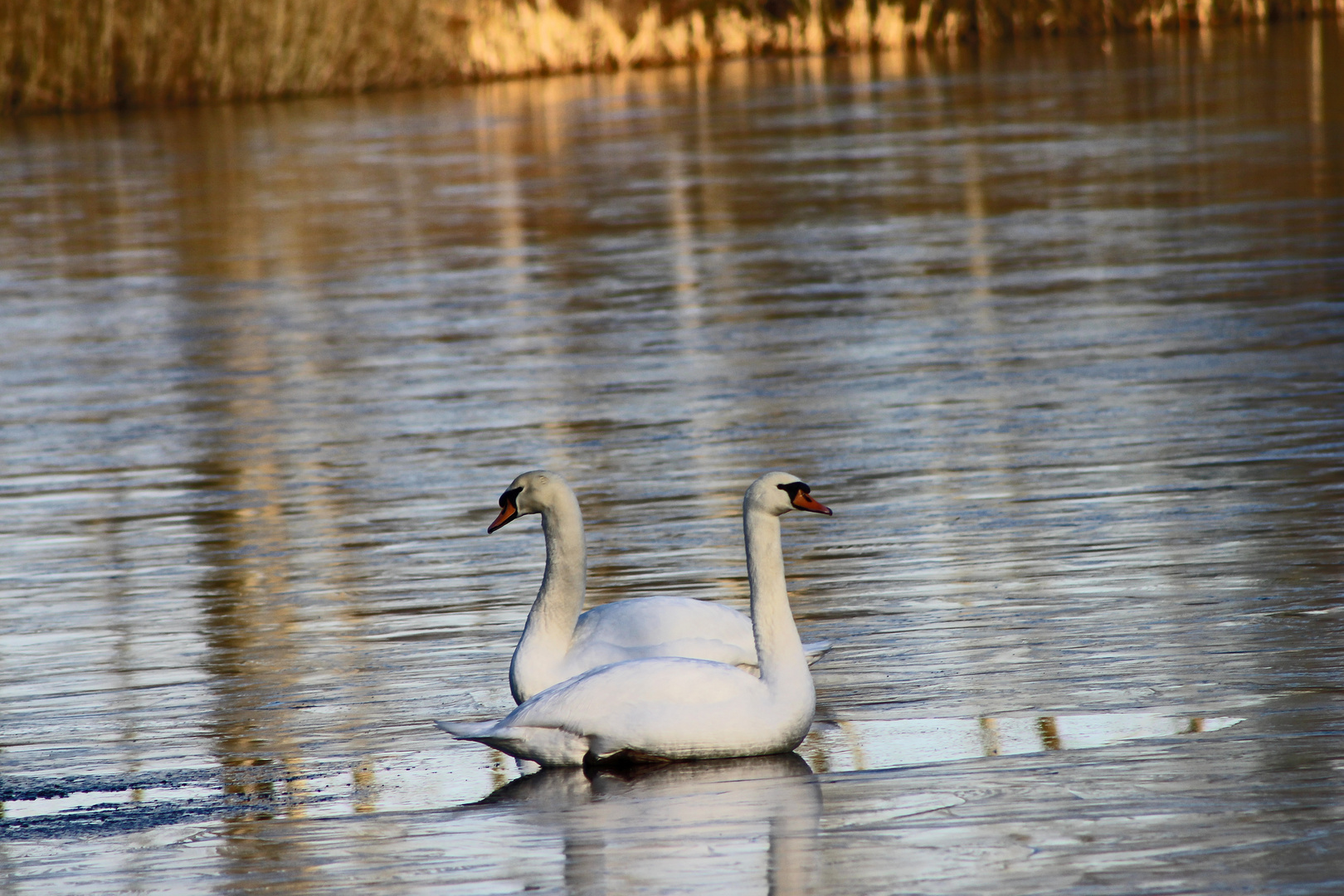 2 Schwäne