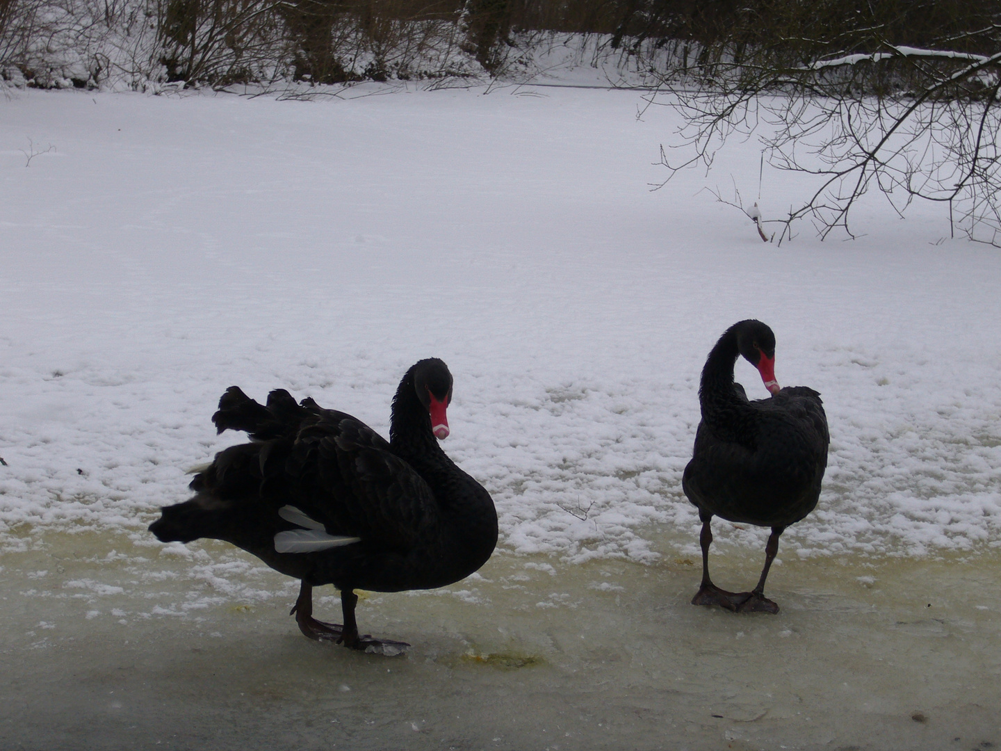 2 Schwäne ärgern sich schwarz