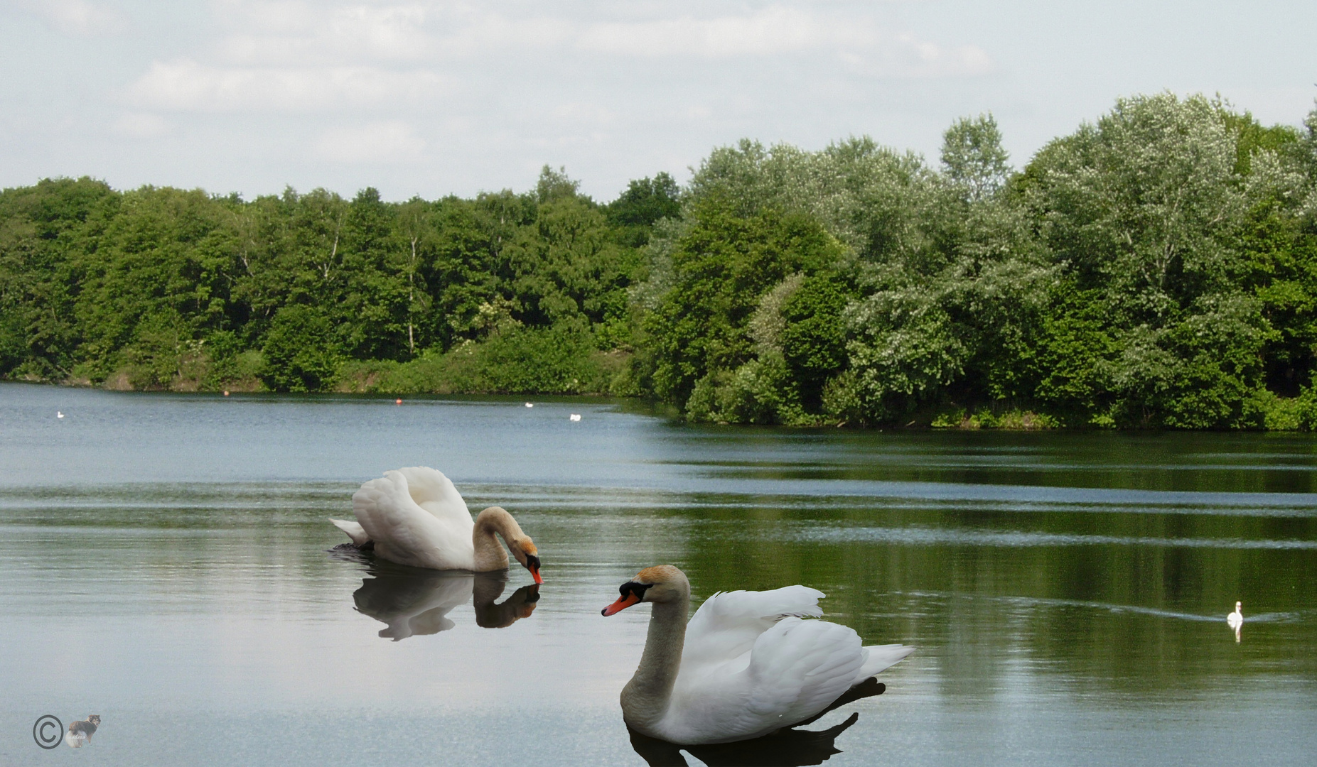 2 Schwäne am Unterbacher See