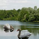 2 Schwäne am Unterbacher See