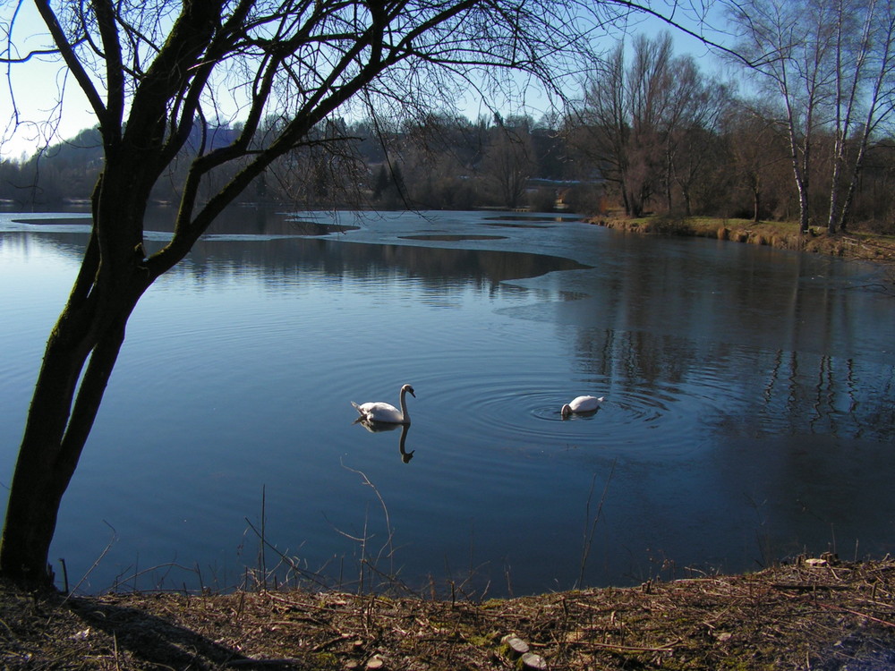 2 Schwäne auf See