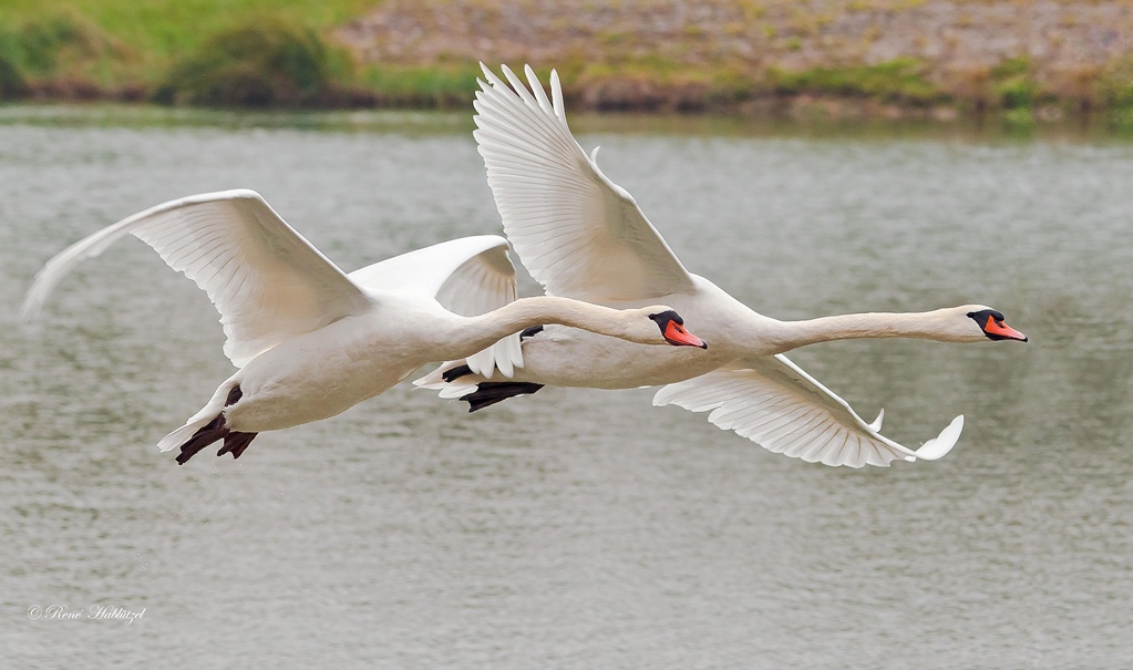 2 Schwäne im Flug