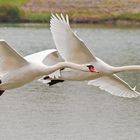 2 Schwäne im Flug