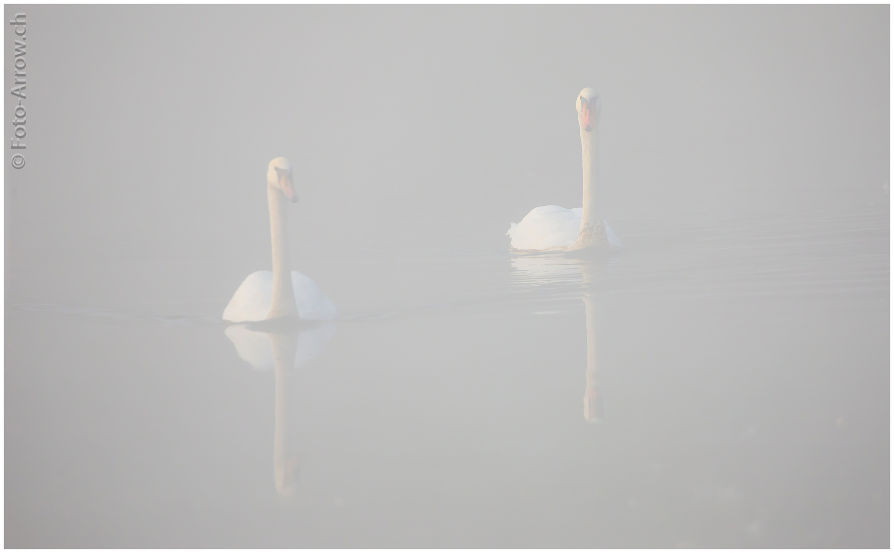 2 Schwäne im Nebel, Dienstag ist Spiegeltag