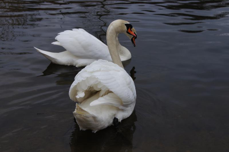 2 schwäne im wasser