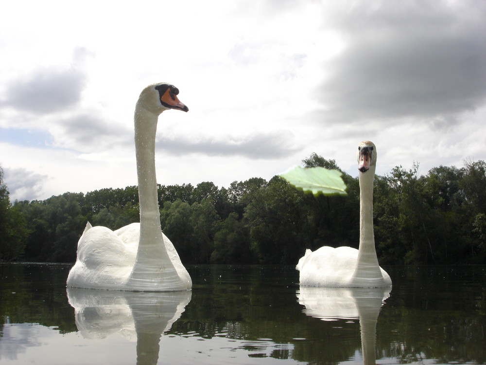 2 Schwäne und ein Blatt