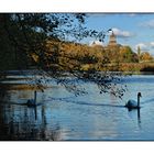 2 Schwäne vor der Schwanenburg