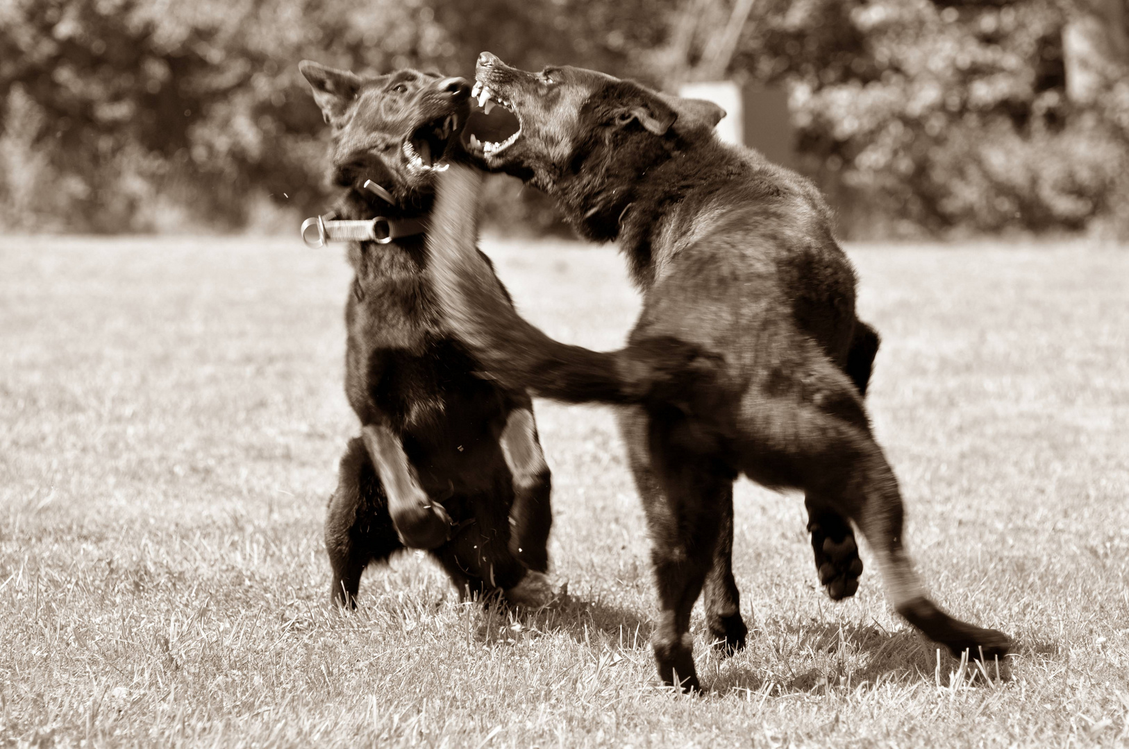 2 schwarze Schäferhunde im Spiel