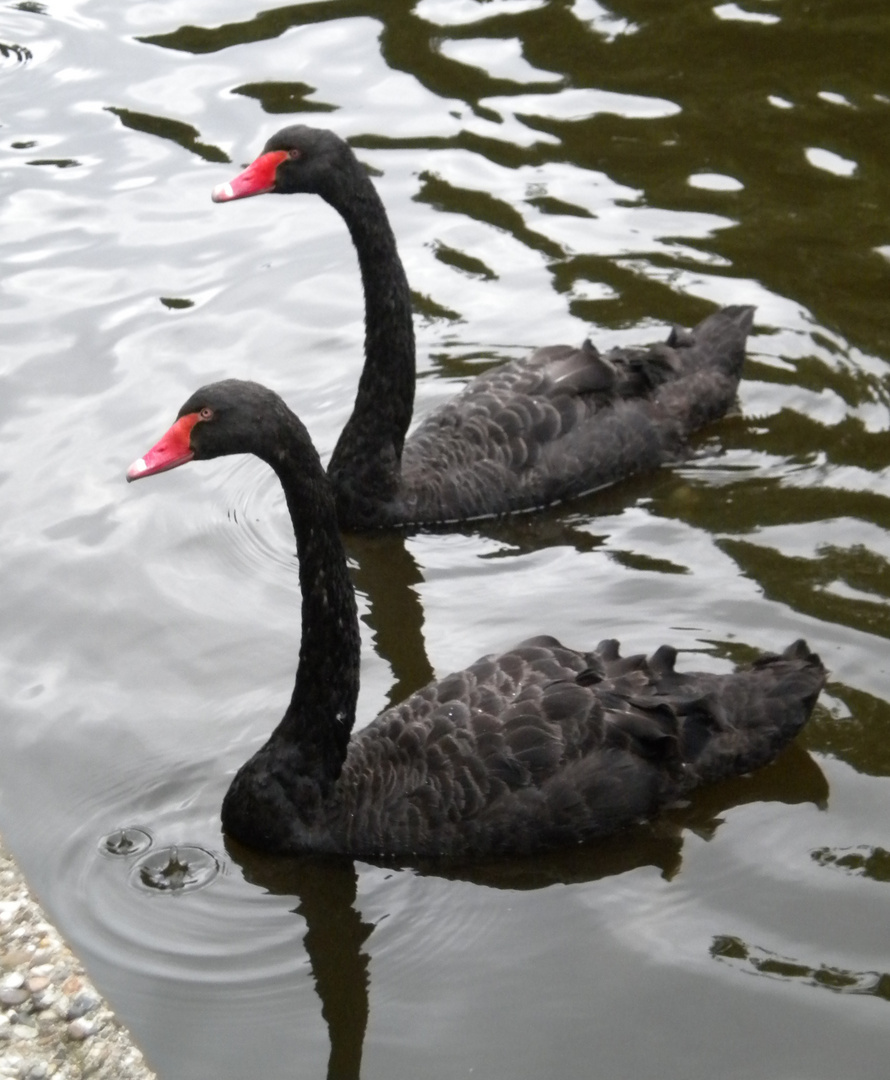 2 schwarze Schwäne :)