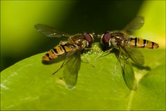 2 Schwebefliegen beim Frühstück