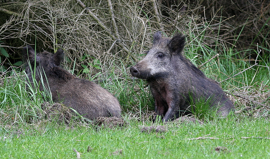 (2) Schwein gehabt