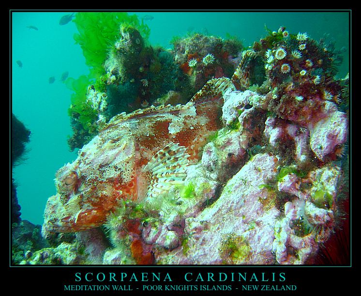 #2 SCORPAENA CARDINALIS