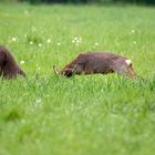 2 Sechser im Duell - Rehböcke (Capreolus capreolus)  