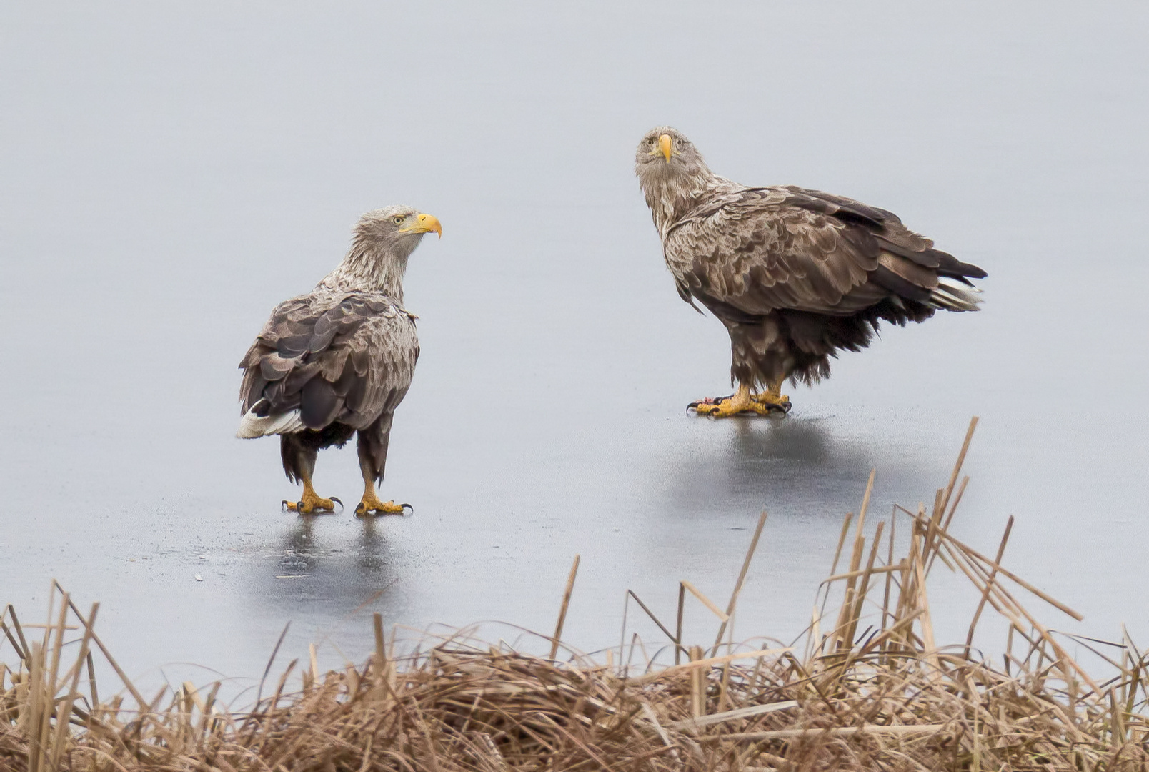 2 Seeadler ...