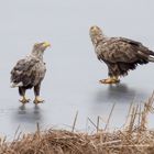 2 Seeadler ...