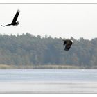 2 Seeadler