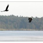 2 Seeadler