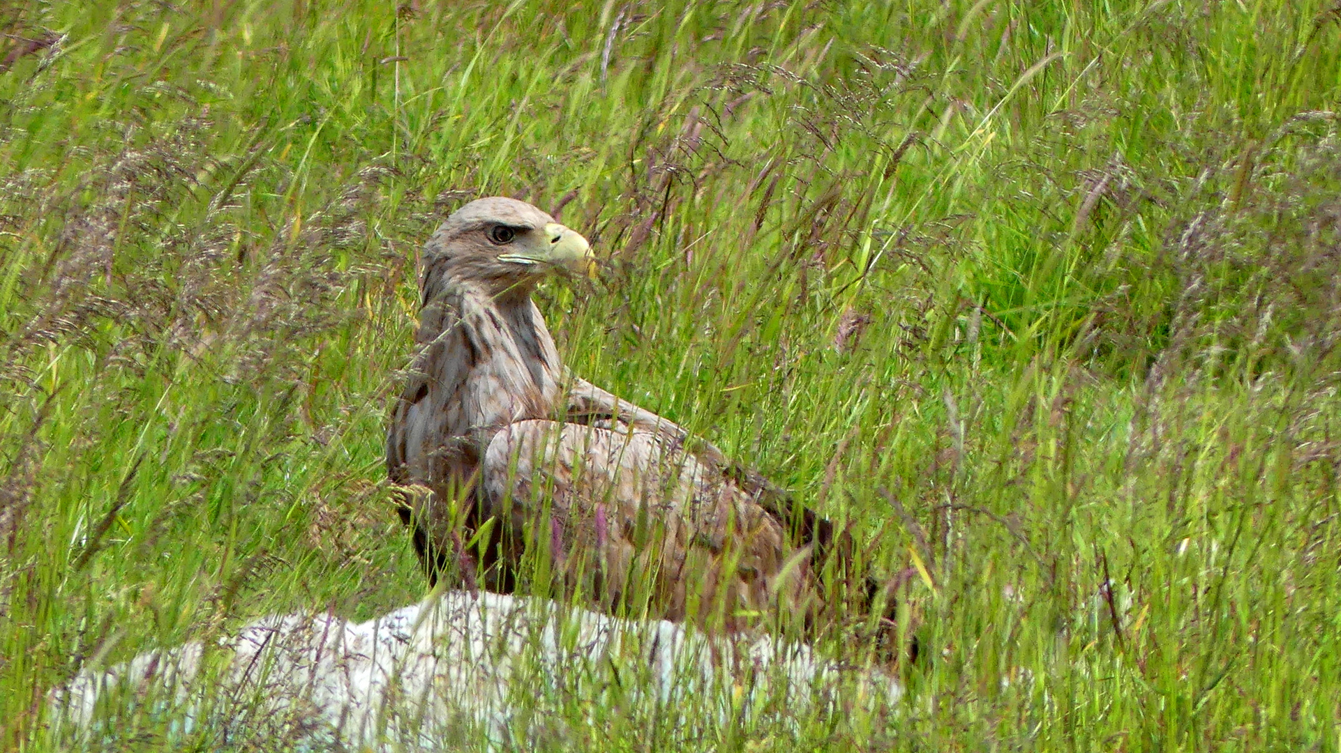 (2) Seeadler (Haliaeetus albicilla)