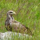 (2) Seeadler (Haliaeetus albicilla)